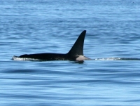Orca Whales at Cliffside J-Pod
